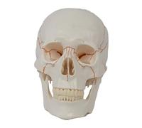 LeeQinersw Accesorio de Modelo de Cráneo Desmontable con Estructura ósea Detallada (7,8 × 5,7 × 6,9 Pulgadas)