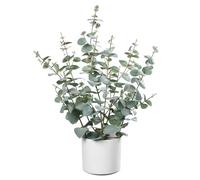 Leflos 60cm Eucalipto Artificial, Planta de eucalipto Artificial con 235 Hojas de dólar de Plata, Adecuado para la Mesa y la decoración de Interiores