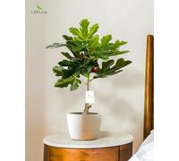 Leflos 60cm Higuera Artificial para Interior, árbol Artificial Tropical en Maceta Blanca, Bonita decoración para el hogar y Regalo de inauguración de la casa