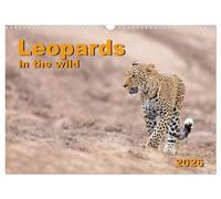 Leopards in the wild (Wall Calendar 2026 DIN A3 landscape), CALVENDO 12 Month Wall Calendar: Impressive leopard pictures from East Africa