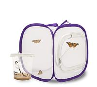 LEPITERRA Juego de cría de mariposas para niños/adultos, ideal para el hogar, criar mariposas con [garantía de éxito] | libro electrónico gratuito y materiales de aprendizaje | Cría de orugas pequeñas