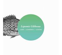 LEPOMIS GIBBOSUS-GERARD LEBIK. JOHN EDWARDS, PAUL LOVENS