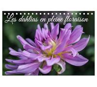 Les Dahlias en pleine floraison (Calendrier de bureau 2026 DIN A5 vertical), CALVENDO calendrier mensuel: Ce calendrier met en avant différentes ... couleurs éclatantes et leurs formes uniques.