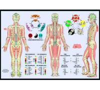Les méridiens et les cinq éléments: Poster 42x60