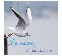 Les oiseaux du lac Léman (Calendrier mural carré 2026 30 x 60 cm (ouvert)) Calendrier double avec une page pour vos prises de notes