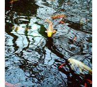 Letkiewicz, Jason - The Reflecting Pool