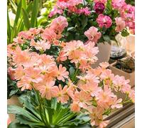 Lewisia - balcón de en Silvestres exóticas Ornamentales Lugares soleados Decoraciones Jardines Exteriores 70semillas