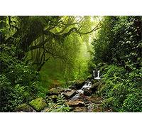 LFEEY 10 x 8 pies elegante paisaje natural fondo Evergreen bosque selva roca flujo montaña Stream Rainforest fotografía fondo cumpleaños fiesta eventos foto estudio Props