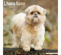 Lhasa Apso 2027 Calendar | Square Wall Calendar | Dog Breed Gift | Plastic Free Packaging | by Avonside Publishing