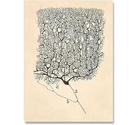 LHHJF LJHFA Dibujo Neurona Santiago Ramón Y Cajal Póster Y Grabados Dibujo Neurona Santiago Ramón Y Cajal Lienzo Pintura Arte Mural Decoración 40x60cm Sin Marco