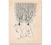 LHHJF LJHFA Dibujo Neurona Santiago Ramón Y Cajal Póster Y Grabados Dibujo Neurona Santiago Ramón Y Cajal Lienzo Pintura Arte Mural Decoración 40x60cm Sin Marco