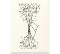 LHHJF LJHFA Dibujo Neurona Santiago Ramón Y Cajal Póster Y Grabados Dibujo Neurona Santiago Ramón Y Cajal Lienzo Pintura Arte Mural Decoración 40x60cm Sin Marco