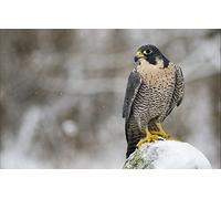 LHJOY Puzzle Animales 1000 Piezas Ave Depredador Halcón Halcón Peregrino 75X50Cm