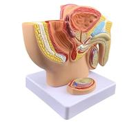 LHQYA Modelo De Anatomía del Aparato Reproductor Masculino Humano, Modelo Urinario Reproductor De Pelvis De Próstata Masculina, Alto Grado De Restauración/tamaño Natural 1:2/Pintura Artificial