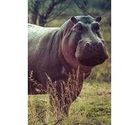 Libreta hipopótamo africano y fauna salvaje: Cuaderno con líneas para diario personal, notas creativas, journaling y regalo para amantes de los animales (Libretas de animales)