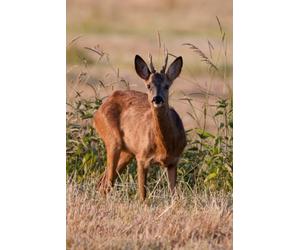 Libreta macho de corzo europeo y fauna salvaje: Cuaderno con líneas para diario personal, notas creativas, journaling y regalo para amantes de la naturaleza (Libretas de animales)