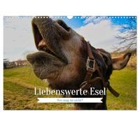 Liebenswerte Esel (Wandkalender 2026 DIN A3 quer), CALVENDO Monatskalender: Putzige Langohren in jeder Situation, wer mag diese sympathischen Tiere nicht?