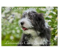 Liebenswerter Clown Bearded Collie (Tischkalender 2026 DIN A5 quer), CALVENDO Monatskalender: Der Clown unter den Britischen Hütehunden, der Bearded ... auf 13 zauberhaften Bildern durch das Jahr
