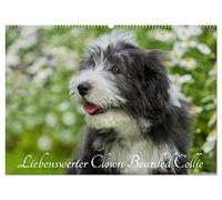 Liebenswerter Clown Bearded Collie (Wandkalender 2026 DIN A2 quer), CALVENDO Monatskalender: Der Clown unter den Britischen Hütehunden, der Bearded ... auf 13 zauberhaften Bildern durch das Jahr