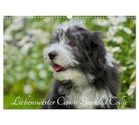 Liebenswerter Clown Bearded Collie (Wandkalender 2026 DIN A3 quer), CALVENDO Monatskalender: Der Clown unter den Britischen Hütehunden, der Bearded ... auf 13 zauberhaften Bildern durch das Jahr