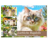 Liebliche Ragdolls. Katzen-Schönheiten in ihrer grünen Oase (Tischkalender 2026 DIN A5 quer), CALVENDO Monatskalender: Die verspielte Eleganz und ... Ragdoll-Katzen in idyllischen Gartenszenen