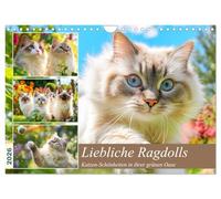 Liebliche Ragdolls. Katzen-Schönheiten in ihrer grünen Oase (Wandkalender 2026 DIN A4 quer), CALVENDO Monatskalender: Die verspielte Eleganz und ... Ragdoll-Katzen in idyllischen Gartenszenen