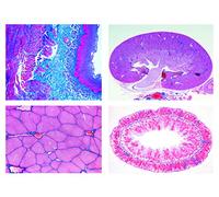 LIEDER Biología Microscopía Micro muestras Serien cabina, tejido y órganos