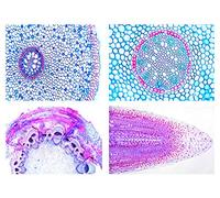 LIEDER Biología Microscopía Micro muestras Serien Flores Plantas (magnoli): celdas y tejido