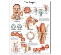Lienzo Imágenes De Laringe Pintura De Arte De Pared Impresiones De Anatomía Cartel De Educación Médica Modular Moderno Sala De Estar,Decoración De La Pared De La Clínica del Hospital-50X70Cm