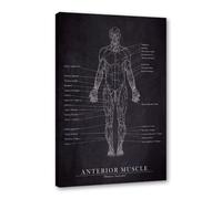 Lienzo médico de anatomía humana, pintura en lienzo vintage, esqueleto muscular, póster educativo para pared, impresión de hospital, clínica, decoración (SKU1,40 x 50,8 cm, enmarcado (lienzo envuelto