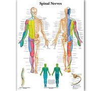 Lienzo Nervios Espinales Hd Imprime Imágenes Arte De La Pared Pintura De Anatomía Decoración Del Hogar Carteles De Educación Médica La Oficina Del Hospital Decoración De La Pared De La Clínica-50X70Cm
