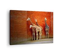 Lienzos decorativos Animales jirafas zoológico familia Cuadro Sobre Lienzo Moderno 70x50cm Cuadros Decoracion Salon Dormitorio Cocina Cuadros Pared Imágenes Wall Art Prints Decor Canvas AA70x50-2643