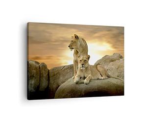 Lienzos decorativos Leones puesta de sol rocas garras Cuadro Sobre Lienzo Moderno 70x50cm Cuadros Decoracion Salon Dormitorio Cocina Cuadros Pared Imágenes Wall Art Prints Decor Canvas AA70x50-2958