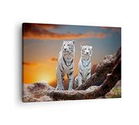 Lienzos decorativos Tigres blanco roca puesta del sol Cuadro Sobre Lienzo Moderno 70x50cm Cuadros Decoracion Salon Dormitorio Cocina Cuadros Pared Imágenes Wall Art Prints Decor Canvas AA70x50-2901