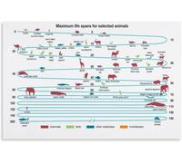 Life Expectancy Poster Biology Education Wall-Art for Bedroom