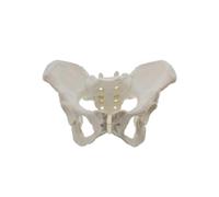 Life Size Female Pelvis , Hip - Female Anatomy , Hip Bone Pelvic Fe...