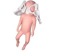 Life-Size Female Pelvis Model for Childbirth Training - Anatomical Educational Model with Movable Joints and Newborn Doll