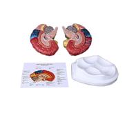 Life Size Human Brain Functional Area Model Anatomy for Science Classroom Study Display Teaching Sculptures School