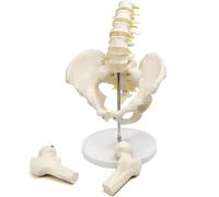Life Size Male Pelvis Model with Flexible Lumbar Spine for Anatomy Study and Classroom Display
