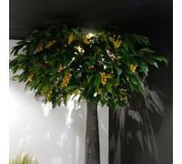 Lifelike Artificial Longan Tree - Realistic Yellow Fruits & Lush Green Leaves Perfect for Elevating Modern Lobbies, Event Backdrops & Home Decor(1M)