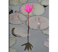 Life's Chaotic But I am Grateful: Daily Gratitude Journal