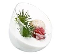 LIFKICH Botella Suculenta de Vidrio Transparente Musgo para Terrario, Decoración Natural para Espacios Interiores y Habitaciones