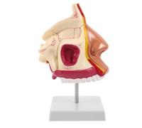 LIGIGWASH Modelo Anatómico de Cavidad Nasal, Oral y Faríngea para Estudio Médico con Simulación Clínica y Tacto Realista, Fabricado en Plástico y Metal para Estudiantes y Terapeutas