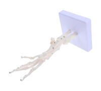 LIGIGWASH Modelo De Esqueleto Humano De Mano Articulada Prop Anatomía Para Enseñanza Médica Estudio De Estructura Ósea y Movimientos De Articulaciones Material Duradero y Detallado