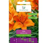 Lilia Abbeville Pride naranja 1 unidad.