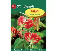 Lilia Black Beauty amaranto, moteada, 1 unidad.