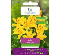 Lilia Butter Pixie amarilla, 1 unidad.