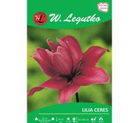 Lilia Ceres rosa 1 unidad.