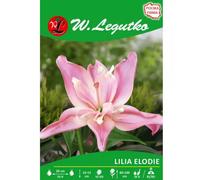 Lilia Elodie rosa 1 unidad.