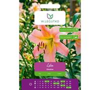 Lilia Elusive amarillo-rosa 1 unidad.